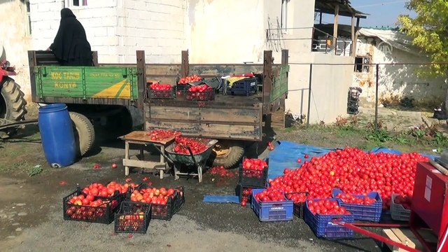 Çiftçilerin domates salçası mesaisi - MUŞ