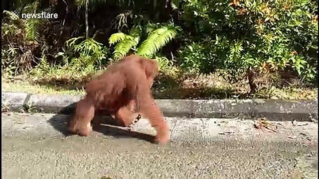 Wild orangutan spotted casually walking by tourists in Borneo