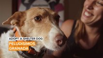 Adopt a Shelter Dog: What's better than a furry best friend for life?