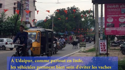 Les vaches, ces animaux si sacrés en Inde