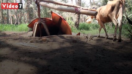 الساقية الزراعية تتحدى زمن التكنولوجيا