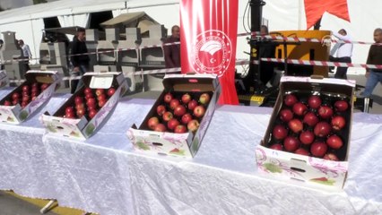 'En iyi elma' yarışması düzenlendi - NİĞDE