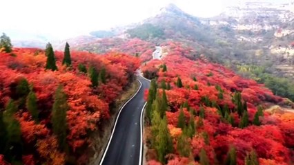 Stunning drone footage of red-leaved trees surrounding winding road in China