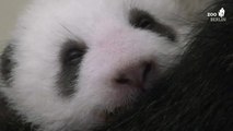 Neue Kuschelecke für kleine Pandas, sie wiegen jetzt 2,5 Kilo