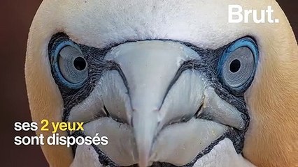 Le fou de Bassan, un oiseau virtuose de la pêche