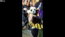 Ces chiens chinois ressemblent à des Pandas !