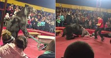 Un ours exploité dans un cirque se rebelle contre un dresseur en plein spectacle, avant de subir un choc électrique