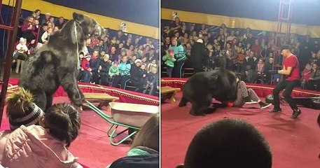 Un ours exploité dans un cirque se rebelle contre un dresseur en plein spectacle, avant de subir un choc électrique