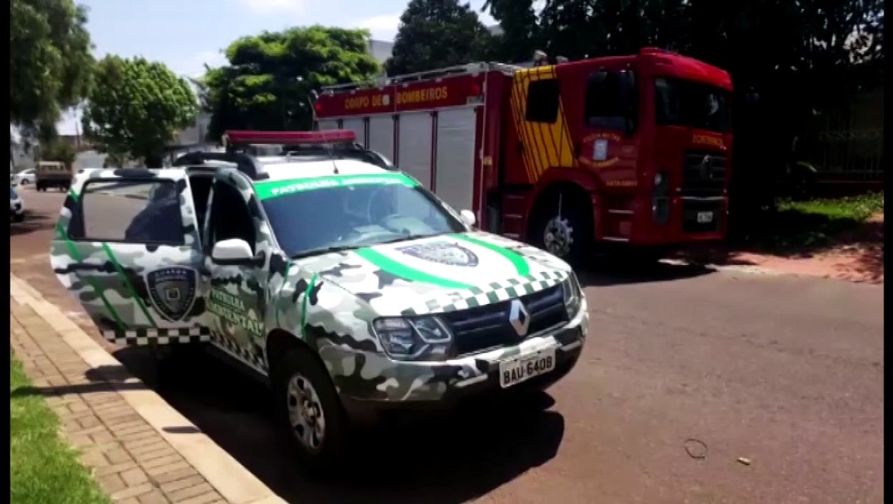 Filhotes de gato jogados em caixa de gordura são resgatados por Bombeiros; GM notificou autor do ato