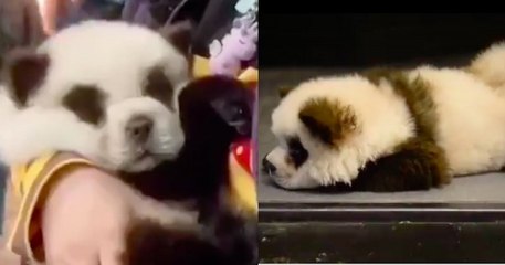 Des Chiens De Race Chow Chow Teints En Noir Et Blanc Pour Ressembler A Des Pandas Dans Un Cafe Provoque L Indignation En Chine Video Dailymotion