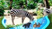 Learn Colors with Zoo Wild Animals on Water Slide Surprise Egg Toys for Kids Children