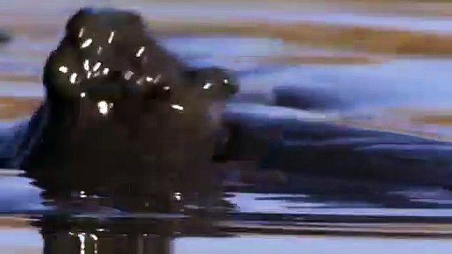 Amazing Leopard Hunting a Catfish - Cheetah Catching Unique And Rare Sighting Of Fishing Big Cats