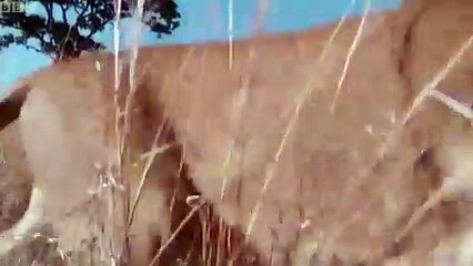 Amazing Lion vs Zebra   Zebra Kicked A Pride Of Lion To Save Fellows   Lion Hunting Fail