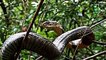 Amazing Mongoose Save Baby Elephant From King Cobra Snake Big Battle   Amazing Attack of Animals