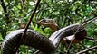 Amazing Mongoose Save Baby Elephant From King Cobra Snake Big Battle   Amazing Attack of Animals