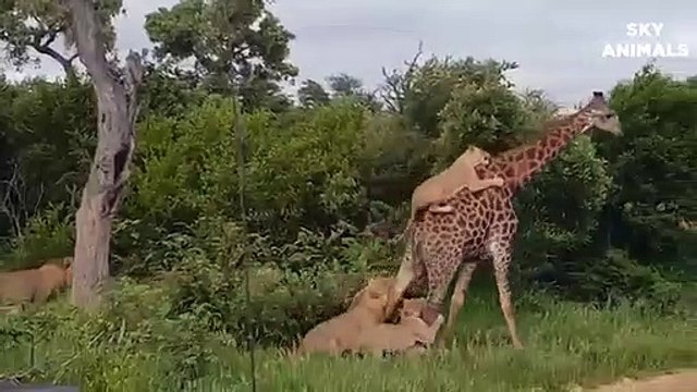 Amazing Mother Giraffe Take Down Five Lions To Protect Her Baby But Fail Lion vs Giraffe