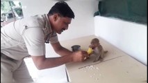 Dog helps lost monkey find its mother by bringing him to Indian police