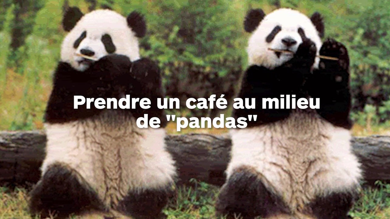 Un bar à chiens teint la fourrure des chows-chows en pandas