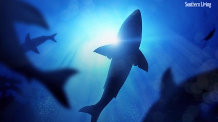 Giant Great White Sharks Are Gathering off the Outer Banks