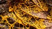 Mycologist Explains How a Slime Mold Can Solve Mazes