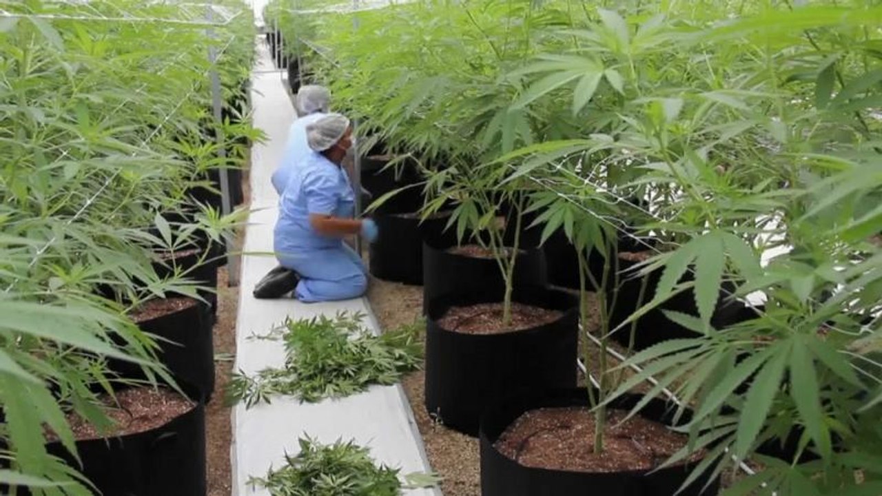 Cannabis: Frankreich will Studie zum medizinischen Einsatz erlauben