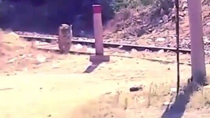 TIGER  बकरी के चक्कर में मोहल्ले में आ गया  ! - gondi ( 360 X 640 )