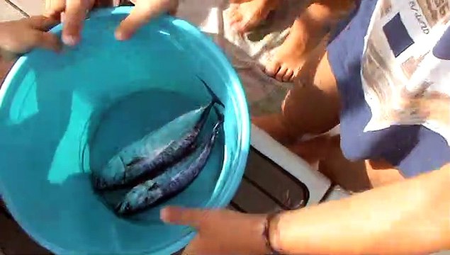 M2U00402 pêche maquereaux