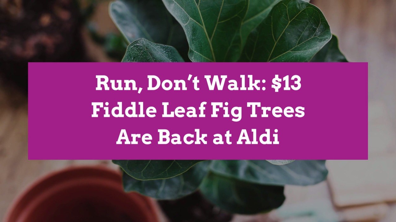Run, Don’t Walk: $13 Fiddle Leaf Fig Trees Are Back at Aldi