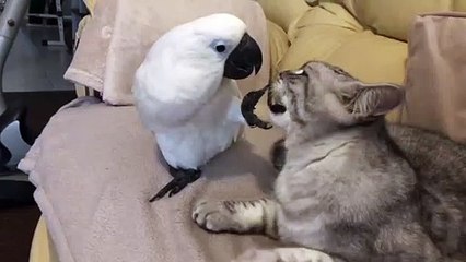 Cockatoo Interupts Cat Nap