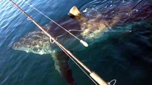 Effrayant : un énorme requin s'approche d'un bateau de pêcheurs