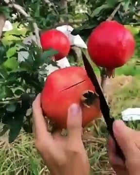 Astuce incroyable pour découper des grenades