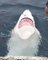 Des touristes croisent un grand requin blanc au comportement très bizarre