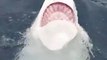 Des touristes croisent un grand requin blanc au comportement très bizarre