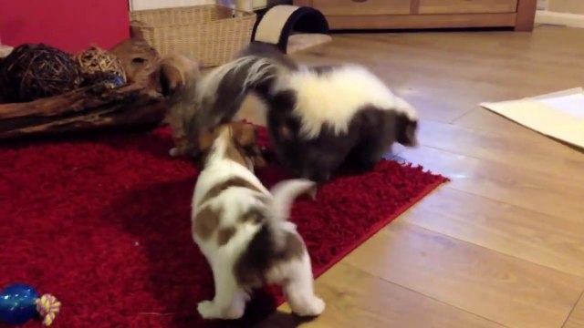 Ils ont adopté une petite mouffette comme animal de compagnie