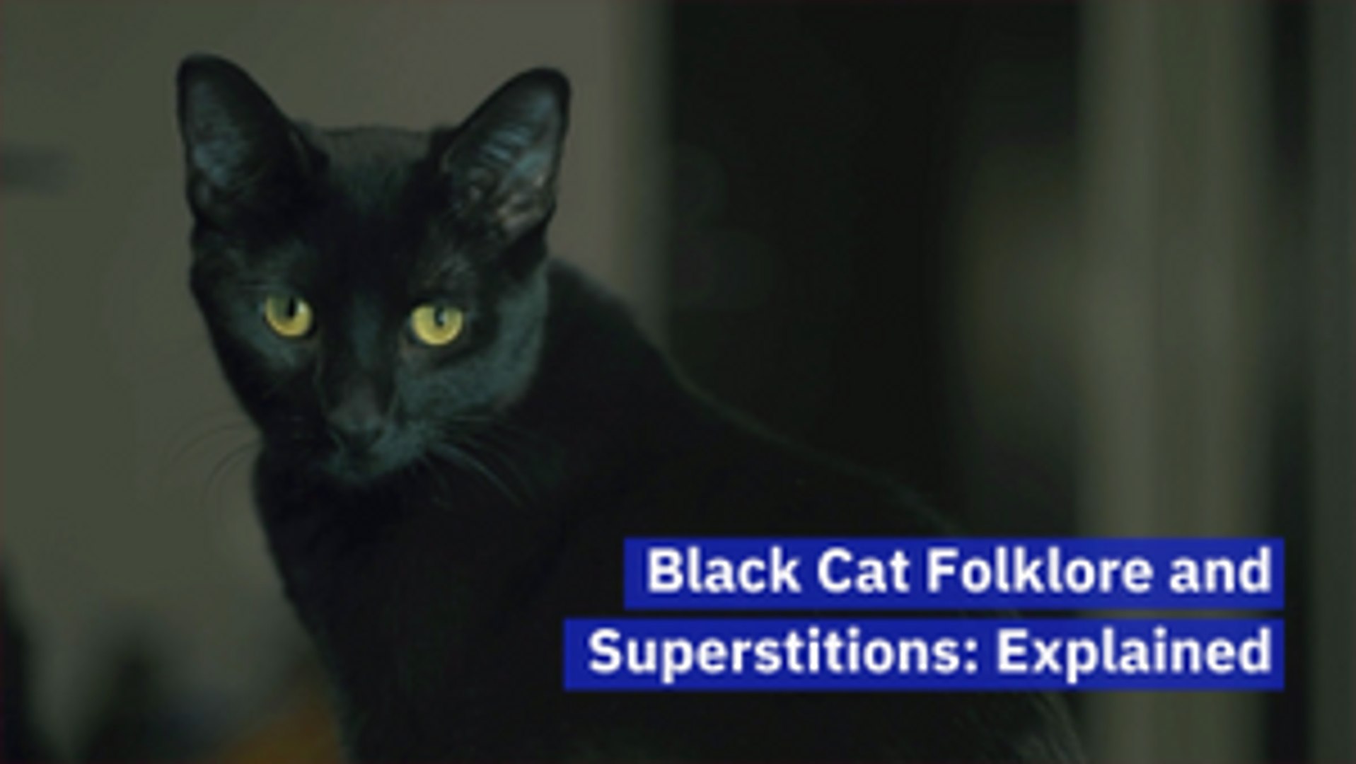 ⁣The Odd Culture Around The Black Cat
