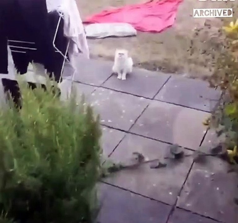 hey ma theres a weird cat