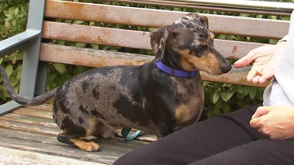 [설채현의 '왜 이러는 개냥'] 2화 "강아지도 감기에 걸리나요?" / YTN