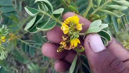 चिरोटा के औषधीय लाभ।आपके लिये फायदेवन्द साबित होगे।