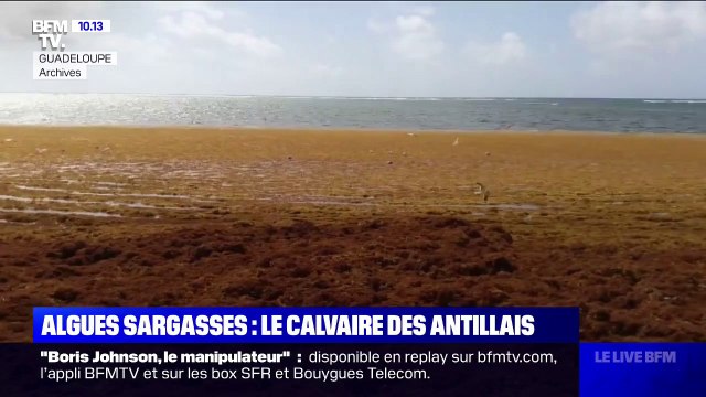 Les sargasses entraînent de fortes nuisances et pèsent sur l'économie des Caraïbes
