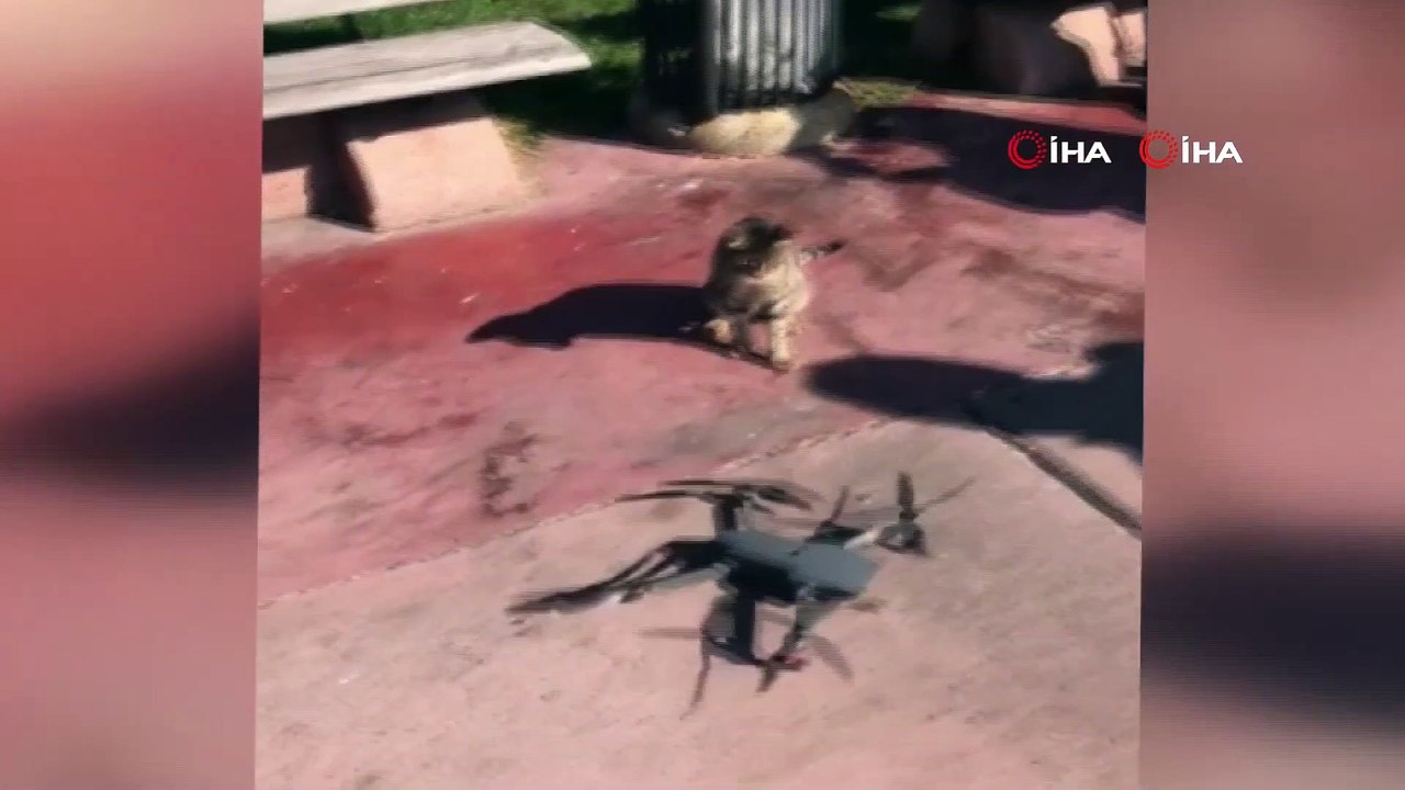 Sevimli Kedinin Drone Merakı