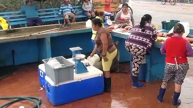 Cette otarie attend que la poissonnière lâche un morceau de nourriture !