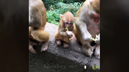 Wild monkey – Monkey eating and playing “Composition” 2019
