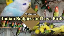 Winter Me Birds Ki Colony Ko Kaise Cover Kare Full Guide
