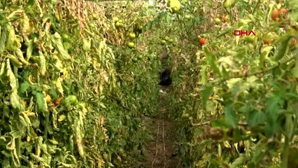 Isparta seracılık köyün kaderini değiştirdi