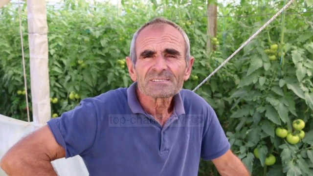 I ngrohti dëmtoi bujqësinë/ Fermerët e Myzeqesë: Prodhimet po dalin më shpejt në treg