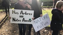 Manifestation pour sauver les arbres de la rue Prémartine au Mans