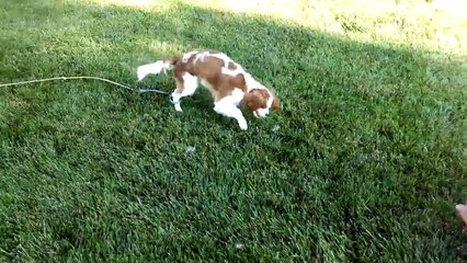 Best Dogs For Apartment Living | Funny Pet Videos