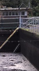 The trapped fox climbed up the ladder to escape.