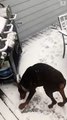 Kar tanelerini yakalamaya çalışan köpek viral oldu