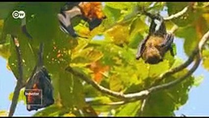 Rahasia Kampret Tidur Dengan Kepala di Bawah